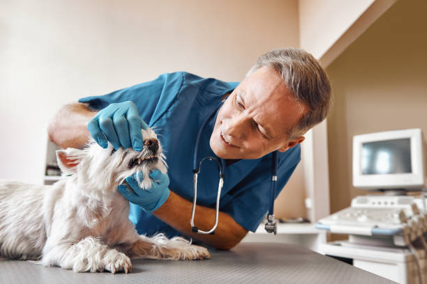 Best Dental Abscess Treatment in New Knoxville, OH